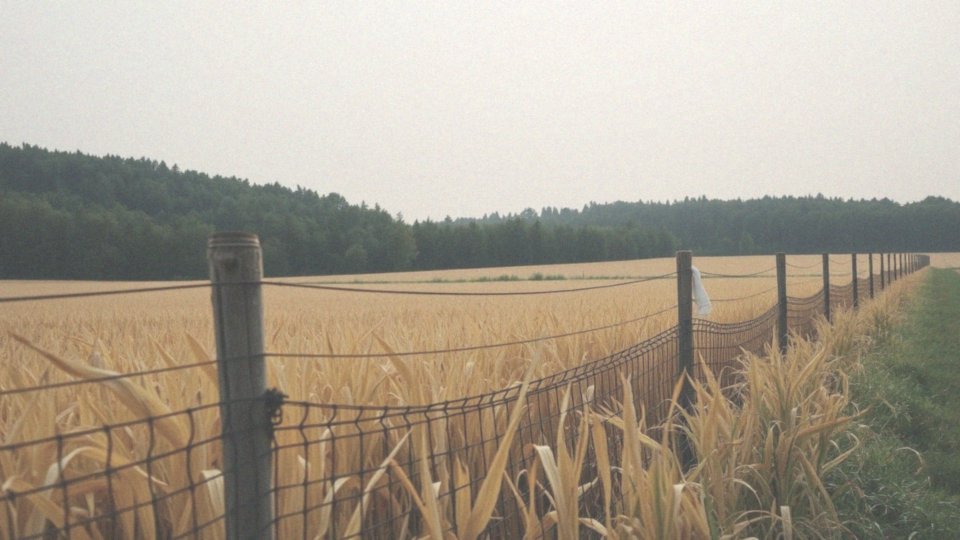 Jakie metody odstraszania dzików można stosować?